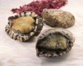L'Abalone